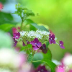 アジサイ　新朝日｜花の手帖の紫陽花図鑑