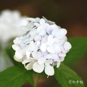 アジサイ　シングウテマリ（新宮手毬）｜花の手帖の紫陽花図鑑