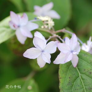 アジサイ　シノノメ（東雲）｜花の手帖の紫陽花図鑑