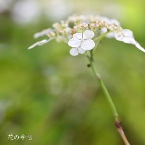 アジサイ　シラユキヒメ（白雪姫）｜花の手帖の紫陽花図鑑