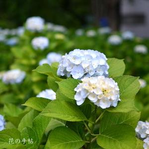 アジサイ　白てまり｜花の手帖の紫陽花図鑑