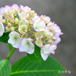 アジサイ　ソレイユ｜花の手帖の紫陽花図鑑