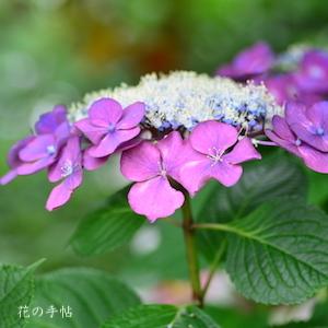 アジサイ　｜花の手帖の紫陽花図鑑