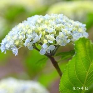 アジサイ　テマリテマリ｜花の手帖の紫陽花図鑑