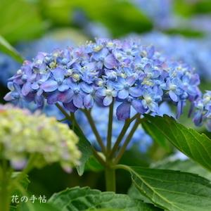 アジサイ　テンリュウチドリ（天竜千鳥）｜花の手帖の紫陽花図鑑