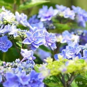 アジサイ　ティンカーベル｜花の手帖の紫陽花図鑑