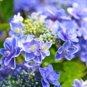 アジサイ　ティンカーベル｜花の手帖の紫陽花図鑑