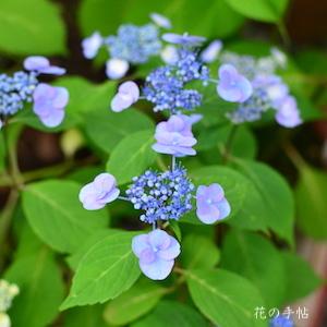 アジサイ　トオハナビ（遠花火）｜花の手帖の紫陽花図鑑