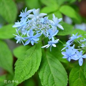 アジサイ　トサノマホロバ（土佐のまほろば）｜花の手帖の紫陽花図鑑