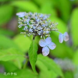 アジサイ　トサノリョクフウ（土佐の緑風）｜花の手帖の紫陽花図鑑