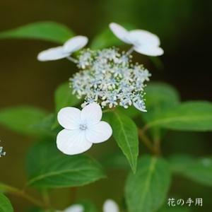 アジサイ　ツエノマボロシ（津江の幻）｜花の手帖の紫陽花図鑑