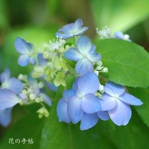 アジサイ　ツキガタニテマリ（月ヶ谷手毬）｜花の手帖の紫陽花図鑑