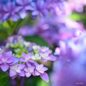 アジサイ　ウタアワセ（歌合わせ）｜花の手帖のweb紫陽花図鑑