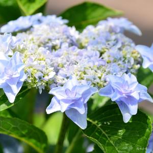 アジサイ　ウェディングブーケ（Wedding Bouqet）｜花の手帖の紫陽花図鑑