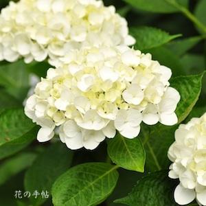 アジサイ　ホワイトダイヤモンド｜花の手帖の紫陽花図鑑