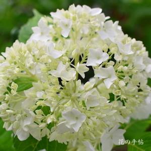 アジサイ　ホワイト キング（White King）｜花の手帖の紫陽花図鑑