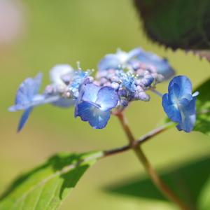アジサイ　ヤエザキアマチャ｜花の手帖のweb紫陽花図鑑