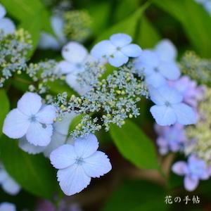アジサイ　ヤクシマアジサイ（屋久島紫陽花）｜花の手帖のweb紫陽花図鑑