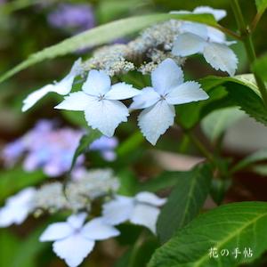 アジサイ　ヤクシマアジサイ（屋久島紫陽花）｜花の手帖のweb紫陽花図鑑