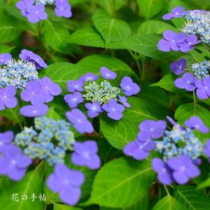 アジサイ　ヨイノホシ（宵の星）｜花の手帖のweb紫陽花図鑑