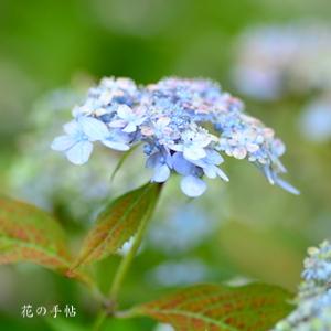 アジサイ　ヨコナミノツキ（横浪の月）｜花の手帖のweb紫陽花図鑑