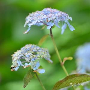 アジサイ　ヨコナミノツキ（横浪の月）｜花の手帖のweb紫陽花図鑑
