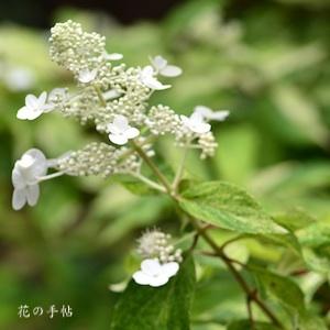 ノリウツギ　ユキゲショウ（雪化粧）｜花の手帖のweb紫陽花図鑑