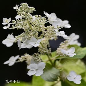 ノリウツギ　ユキゲショウ（雪化粧）｜花の手帖のweb紫陽花図鑑
