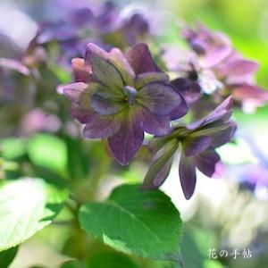 アジサイ　ユウゲシキ（夕景色）｜花の手帖のweb紫陽花図鑑