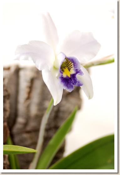 レリア アンセプス ビーチアナ 'ヤイズ ブルー'