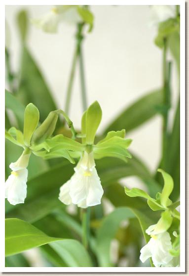 エンシクリア プルケリマ