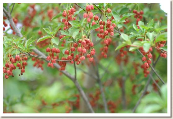 ツツジ ベニドウダン（紅燈台）