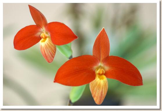 フラグミペジウム ベッセエ 'ジュンコ'