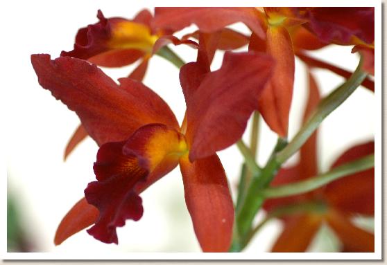 ソフロレリオカトレア ブランディード トリート 'チェリー ライプ'