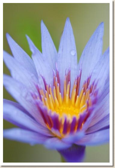 スイレン カペンシス ザンジバリエンシス