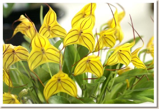 マスデバリア クローバー 'ココ'