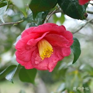 ツバキ　アカシガタ（明石潟）｜花の手帖の椿図鑑