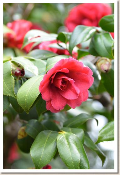 ツバキ　ベニキリン（紅麒麟）