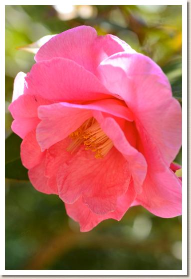 ツバキ　ブリガドーン