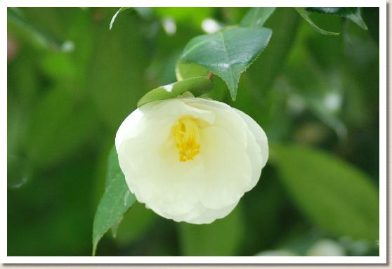 ツバキ ギンセカイ（銀世界）