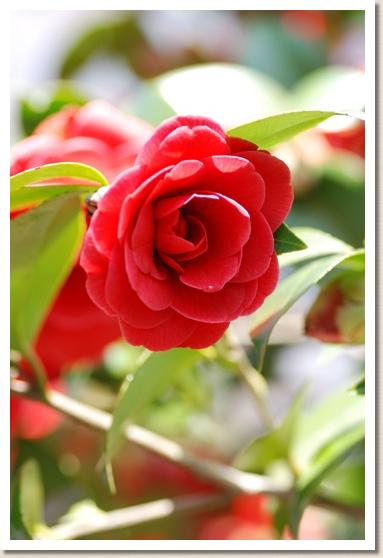 ツバキ　グレン40