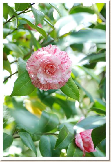 ツバキ　ハイ ジンクス（High Jinks）