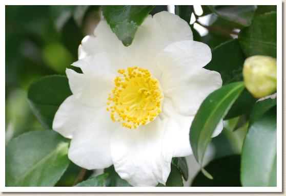 ツバキ ヒゴハッカク？（肥後白鶴）