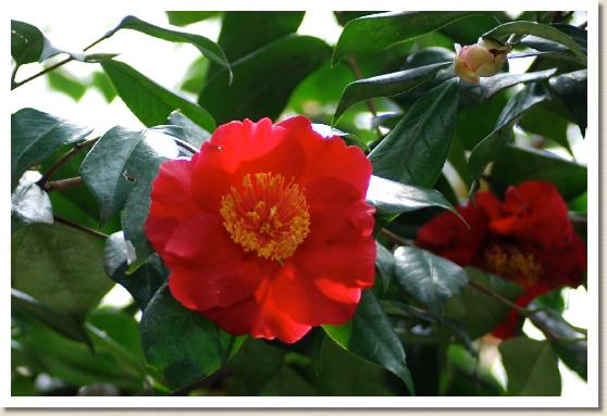 ツバキ ヒゴイチュウ（肥後位紐）