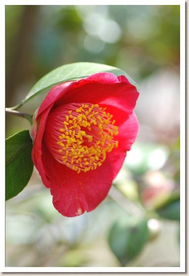 ツバキ　ヒゴオオゼキ