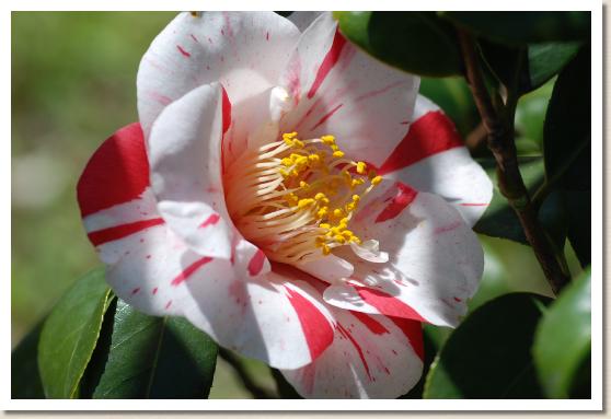 ツバキ ヒグラシ（日暮）