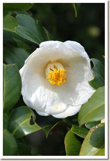 ツバキ　ホンムラシロ