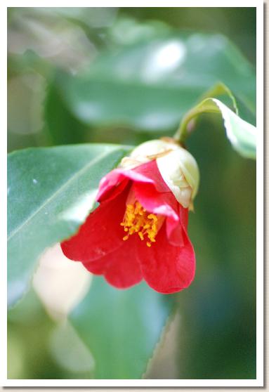 ツバキ　ホウザンツバキ