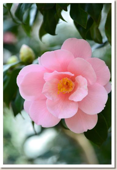 ツバキ　ジンダイミヤコドリ（神代都鳥）