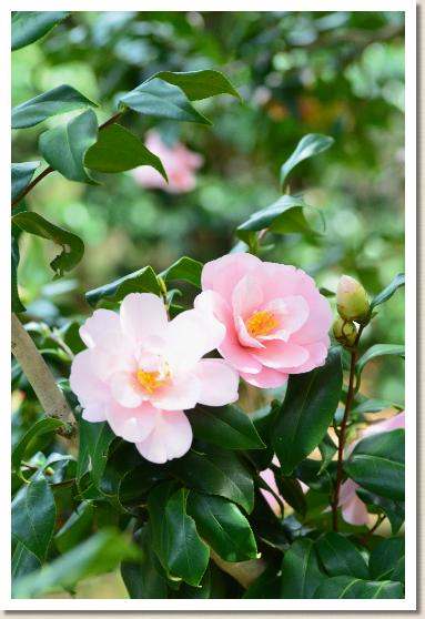 ツバキ　ジンダイミヤコドリ（神代都鳥）